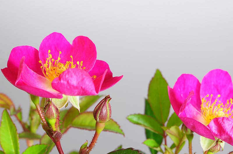 バラM（ばら・薔薇）花もの盆栽を拡大して見た景色・Rose bonsai
