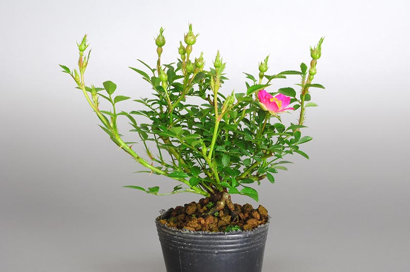 バラN（ばら・薔薇）花もの盆栽の販売と育て方・作り方・Rose bonsai photo