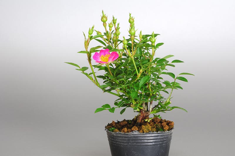 バラN（ばら・薔薇）花もの盆栽を右側から見た景色・Rose bonsai photo