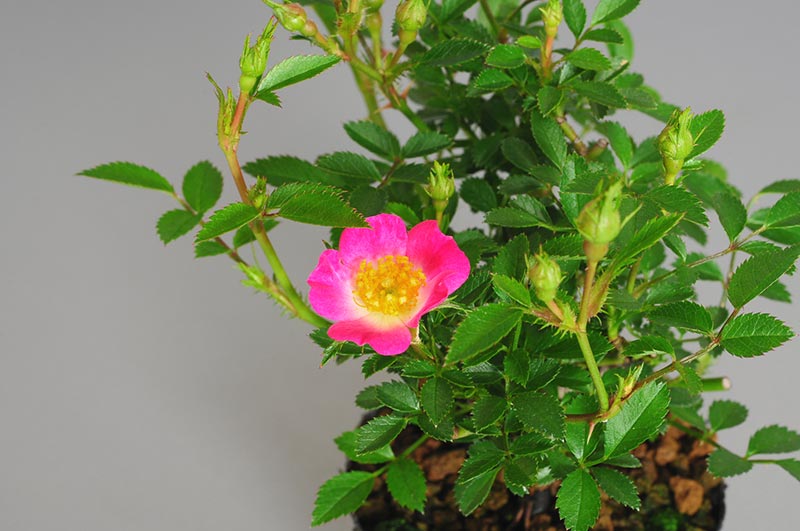 バラN（ばら・薔薇）花もの盆栽を拡大して見た景色・Rose bonsai photo