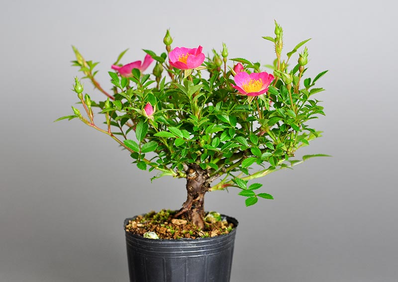 バラO（ばら・薔薇）花もの盆栽の販売と育て方・作り方・Rose bonsai photo