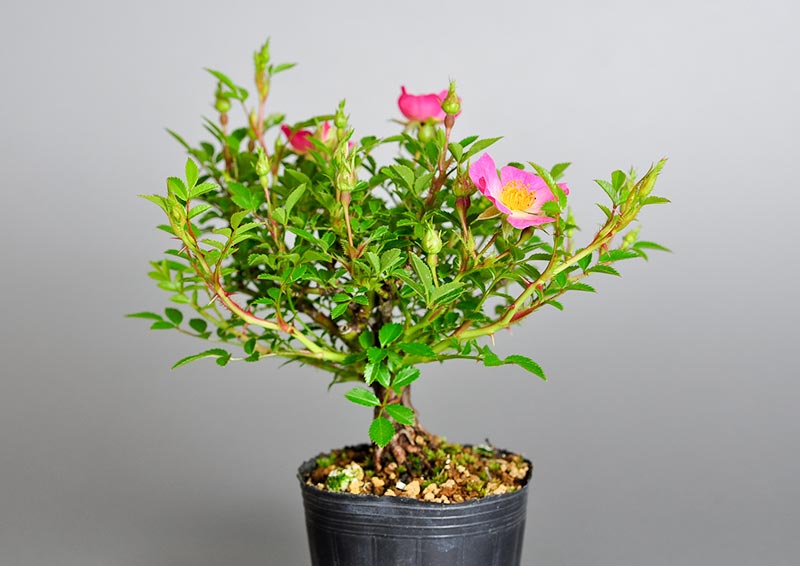 バラO（ばら・薔薇）花もの盆栽を裏側から見た景色・Rose bonsai photo