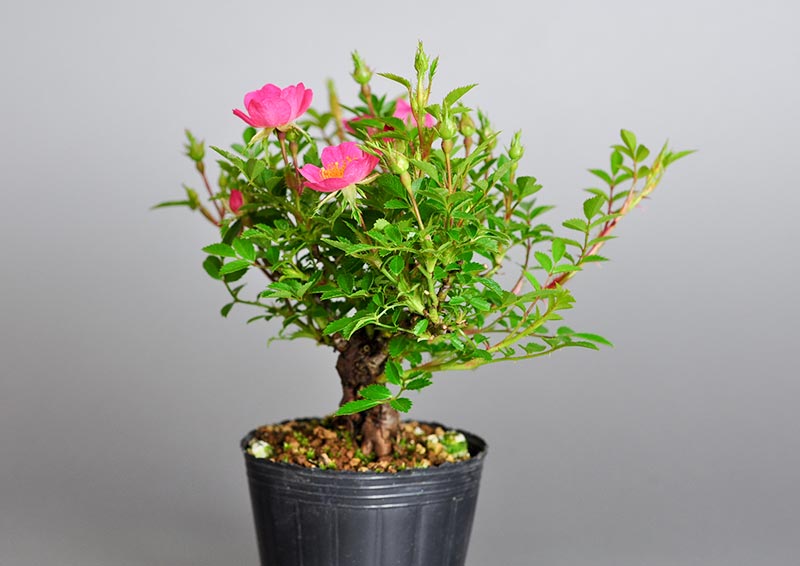 バラO（ばら・薔薇）花もの盆栽を右側から見た景色・Rose bonsai photo