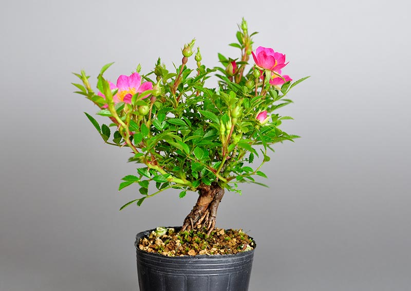 バラO（ばら・薔薇）花もの盆栽を左側から見た景色・Rose bonsai photo