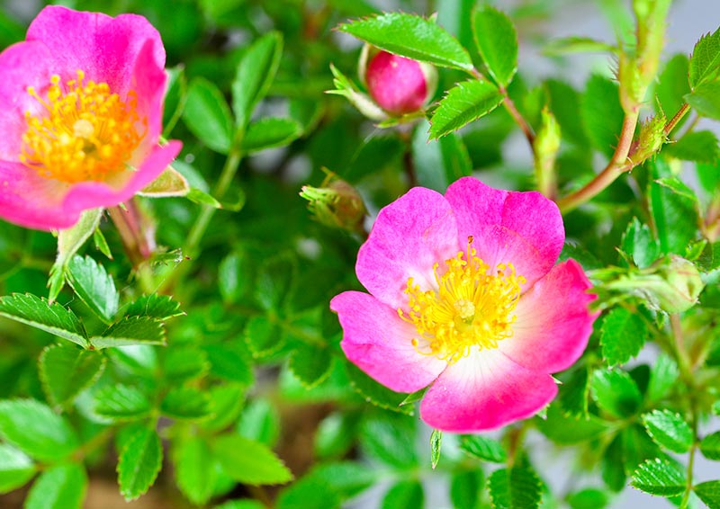 バラO（ばら・薔薇）花もの盆栽を拡大して見た景色・Rose bonsai photo