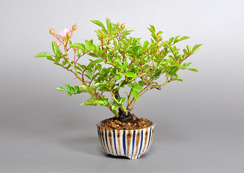 バラP（ばら・薔薇）花もの盆栽を右側から見た景色・Rose bonsai