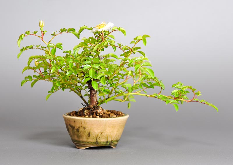 バラQ（ばら・薔薇）花もの盆栽を右側から見た景色・Rose bonsai