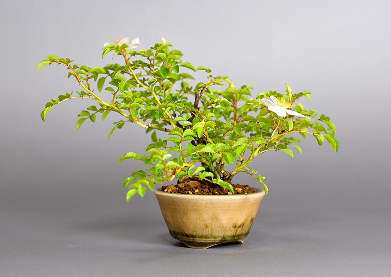 バラQ（ばら・薔薇）花もの盆栽を裏側から見た景色・Rose bonsai