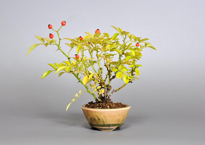 バラR（ばら・薔薇）花もの盆栽の販売と育て方・作り方・Rose bonsai