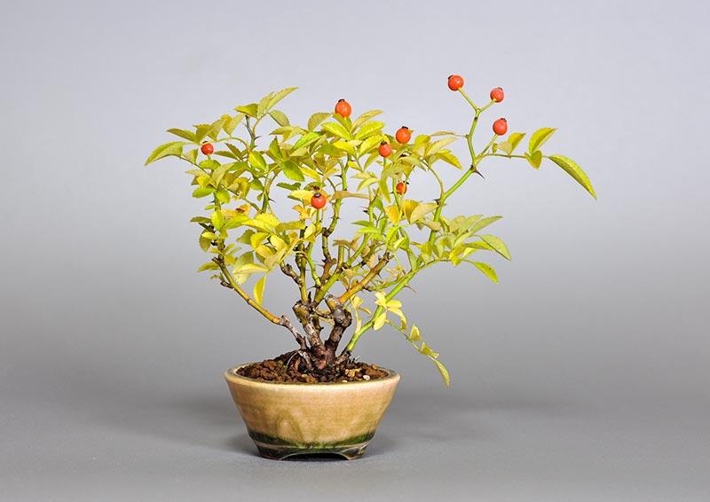 バラR（ばら・薔薇）花もの盆栽を裏側から見た景色・Rose bonsai