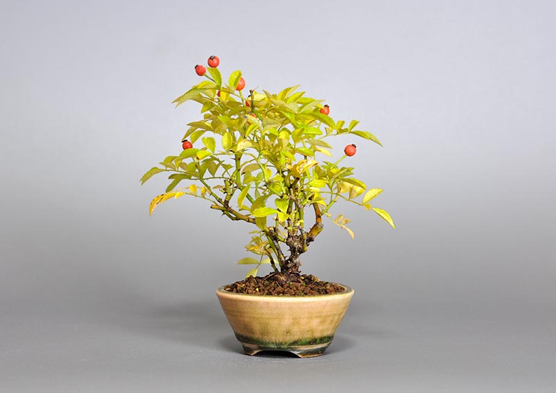 バラR（ばら・薔薇）花もの盆栽を右側から見た景色・Rose bonsai