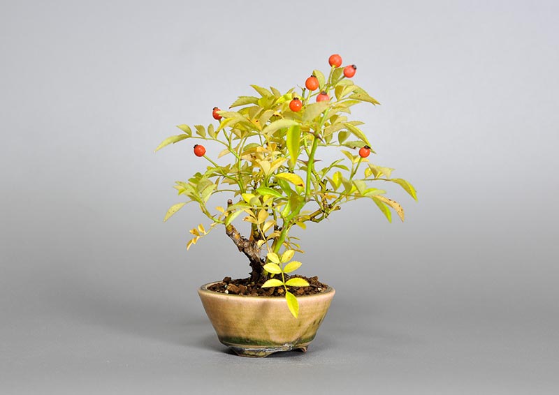 バラR（ばら・薔薇）花もの盆栽を左側から見た景色・Rose bonsai