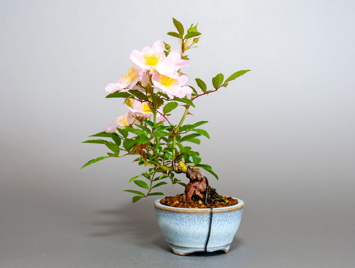 バラS（ばら・薔薇）花もの盆栽を右側から見た景色・Rose bonsai