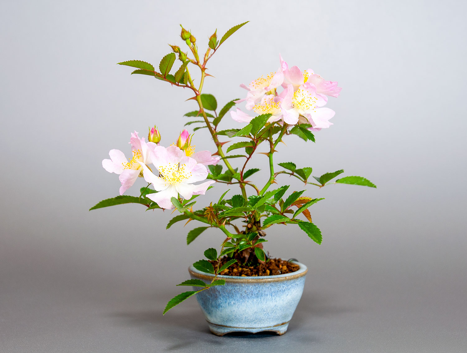 バラS（ばら・薔薇）花もの盆栽を左側から見た景色・Rose bonsai