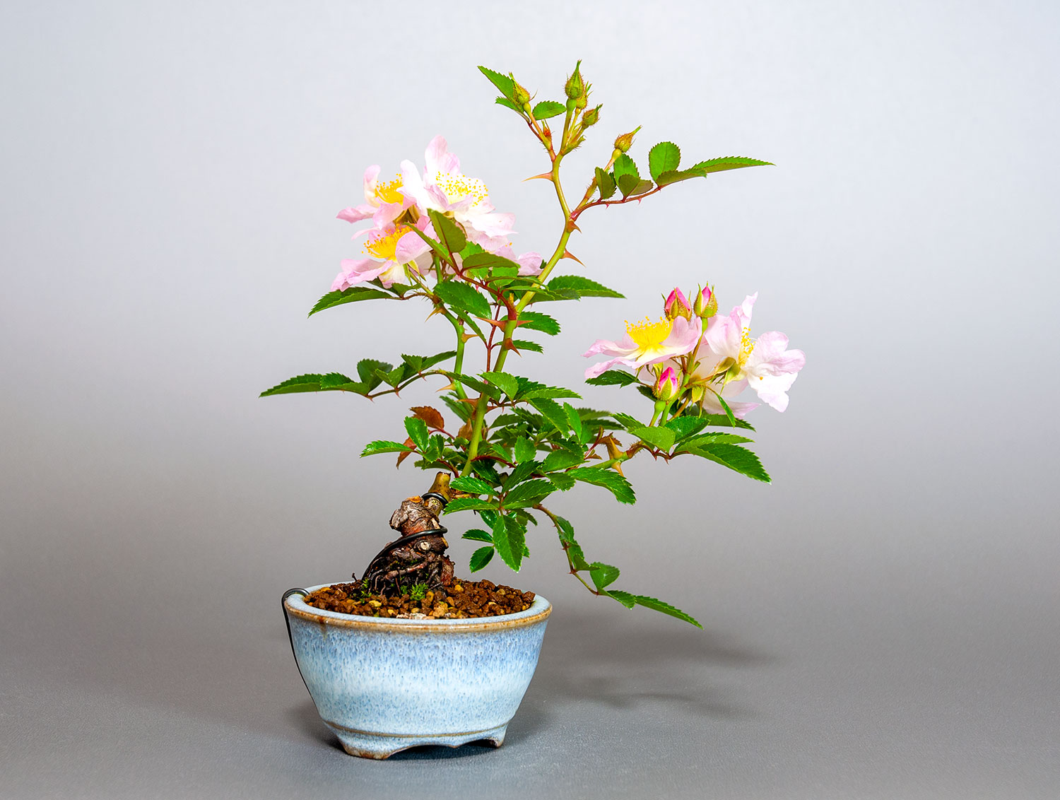 バラS（ばら・薔薇）花もの盆栽を裏側から見た景色・Rose bonsai