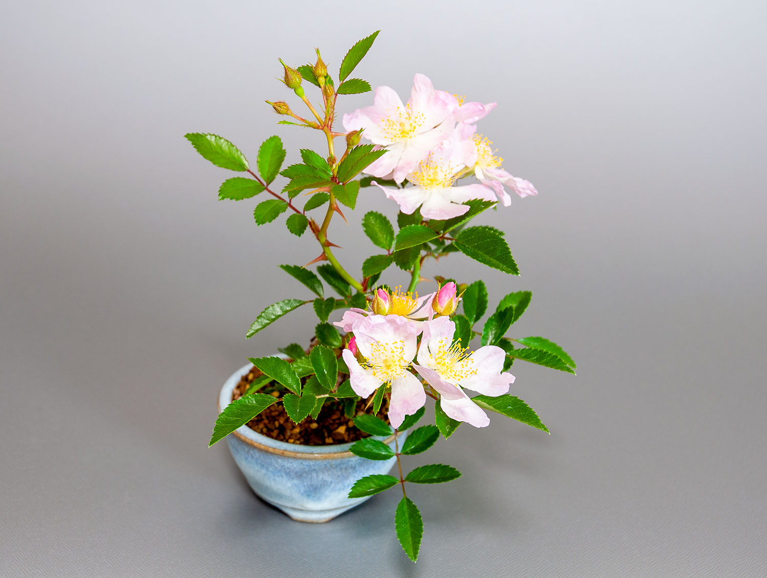 バラS（ばら・薔薇）花もの盆栽を別側から見た景色・Rose bonsai