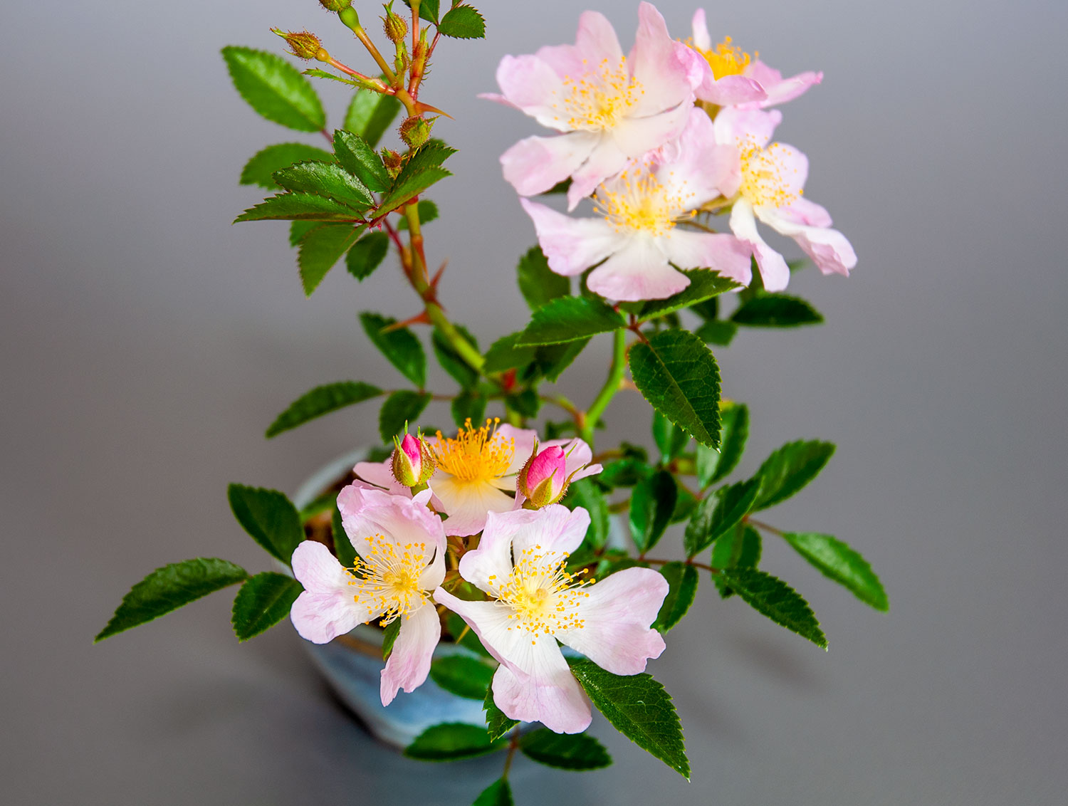 バラS（ばら・薔薇）花もの盆栽を拡大して見た景色・Rose bonsai