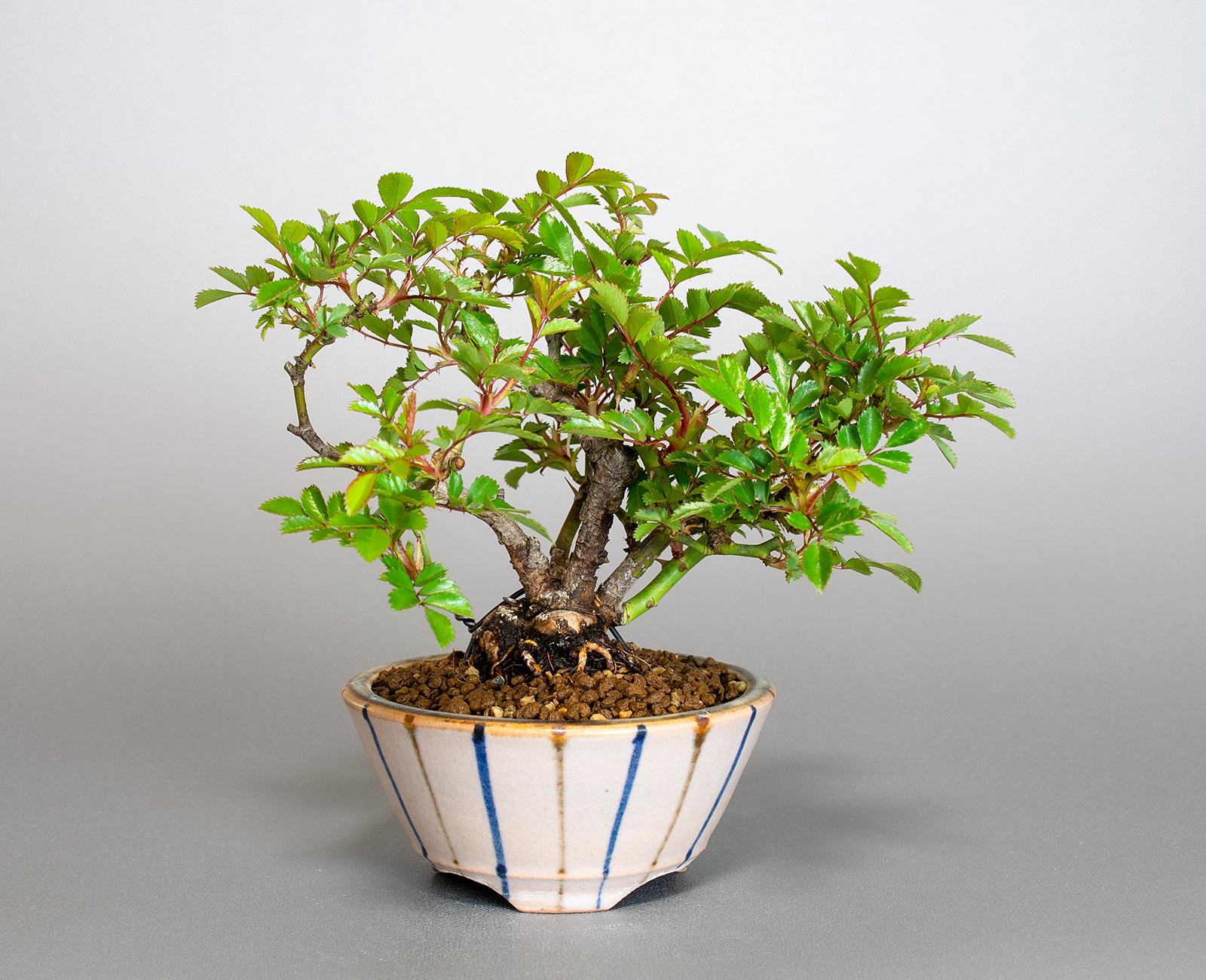 バラT（ばら・薔薇）花もの盆栽の販売と育て方・作り方・Rose bonsai