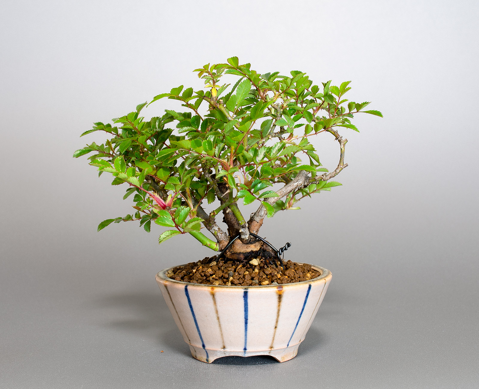 バラT（ばら・薔薇）花もの盆栽を右側から見た景色・Rose bonsai