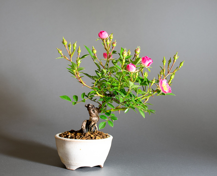 バラ-U（ばら・薔薇）花もの盆栽の販売と育て方・作り方・Rose bonsai