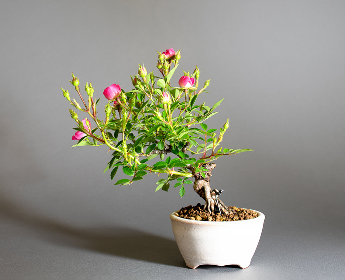 バラ-U（ばら・薔薇）花もの盆栽を裏側から見た景色・Rose bonsai