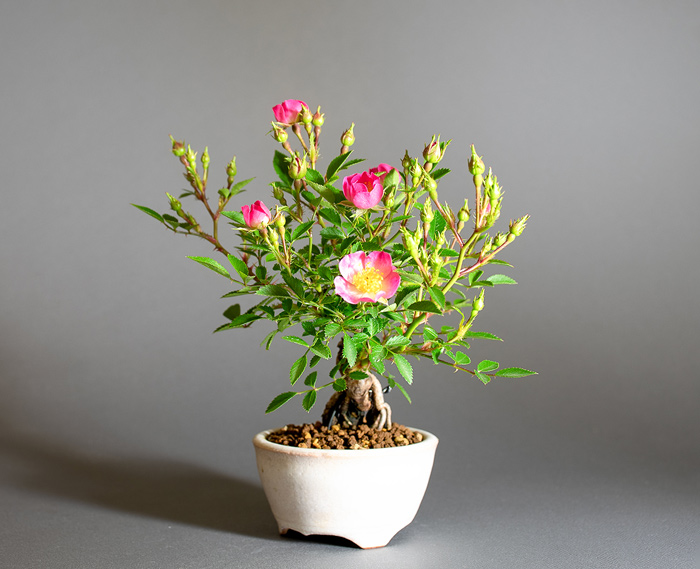 バラ-U（ばら・薔薇）花もの盆栽を右側から見た景色・Rose bonsai