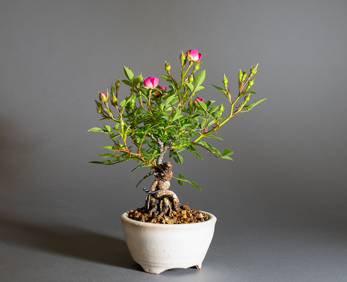 バラ-U（ばら・薔薇）花もの盆栽を左側から見た景色・Rose bonsai
