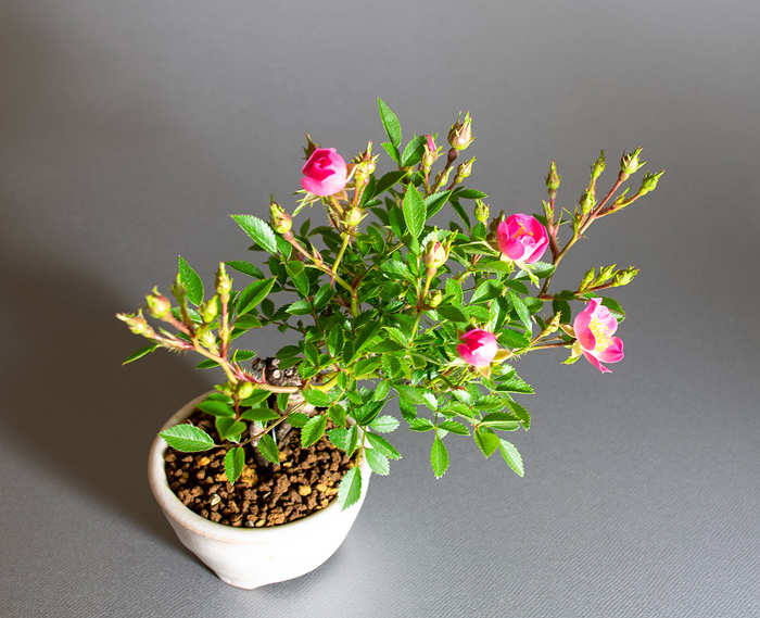バラ-U（ばら・薔薇）花もの盆栽を上側から見た景色・Rose bonsai