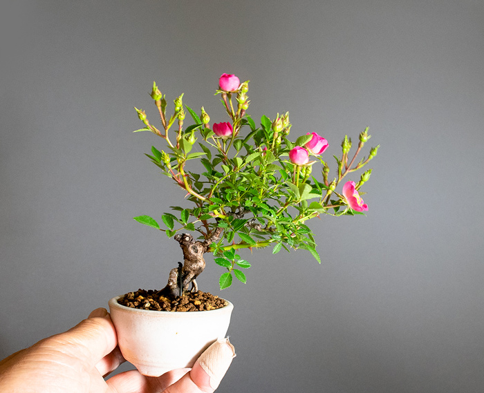 バラ-U（ばら・薔薇）花もの盆栽の手乗りの景色・Rose bonsai