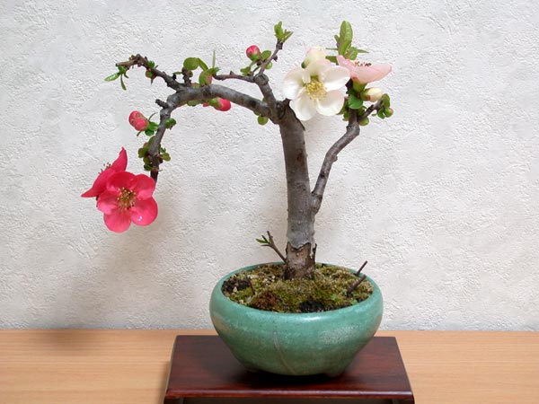 ボケ-A（ぼけ・木瓜）花もの盆栽の販売と育て方・作り方・Chaenomeles speciosa bonsai