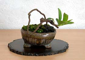 ボケB（ぼけ・木瓜）花もの盆栽の成長記録-1・Chaenomeles speciosa bonsai
