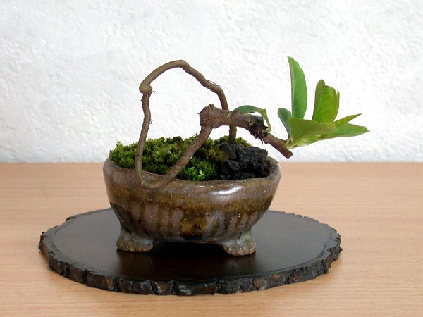 ボケB-1（ぼけ・木瓜）花もの盆栽の販売と育て方・作り方・Chaenomeles speciosa bonsai
