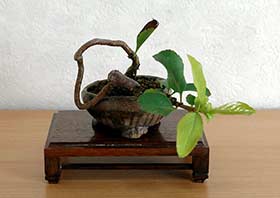 ボケB（ぼけ・木瓜）花もの盆栽の成長記録-2・Chaenomeles speciosa bonsai