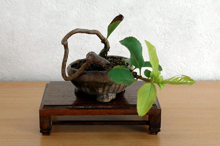 ボケB-2（ぼけ・木瓜）花もの盆栽の販売と育て方・作り方・Chaenomeles speciosa bonsai