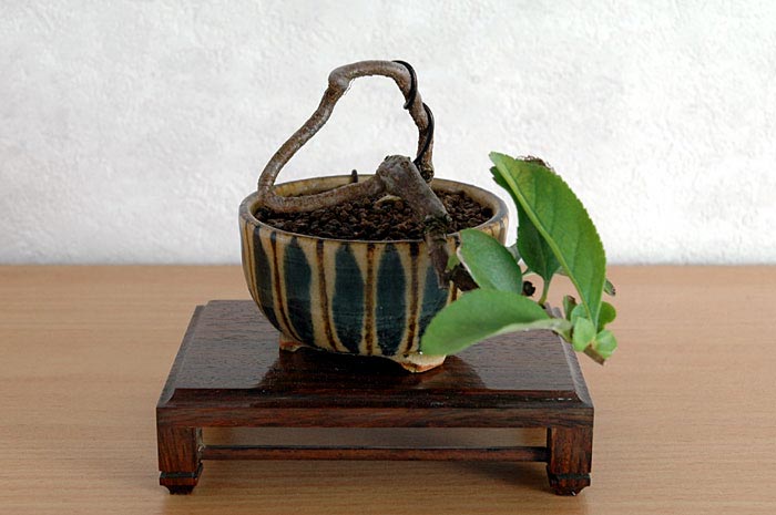 ボケB（ぼけ・木瓜）花もの盆栽の販売と育て方・作り方・Chaenomeles speciosa bonsai
