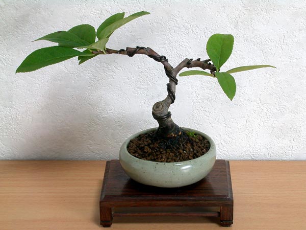 ボケC-1（ぼけ・木瓜）花もの盆栽の販売と育て方・作り方・Chaenomeles speciosa bonsai photo