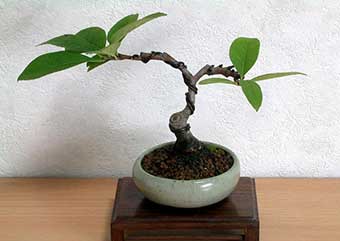 ボケC（ぼけ・木瓜）花もの盆栽の成長記録-1・Chaenomeles speciosa bonsai photo
