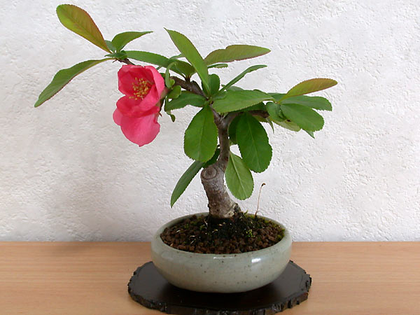 ボケC-2（ぼけ・木瓜）花もの盆栽の販売と育て方・作り方・Chaenomeles speciosa bonsai photo