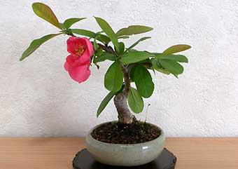 ボケC（ぼけ・木瓜）花もの盆栽の成長記録-2・Chaenomeles speciosa bonsai photo
