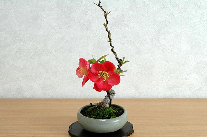 ボケC（ぼけ・木瓜）花もの盆栽の販売と育て方・作り方・Chaenomeles speciosa bonsai photo
