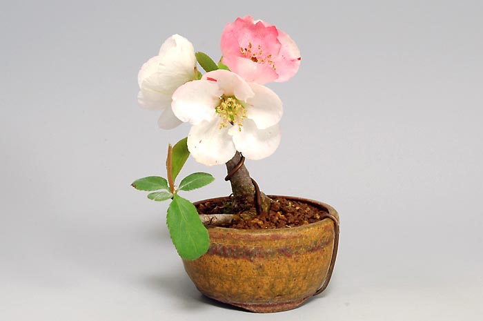 ボケ-D（ぼけ・木瓜）花もの盆栽を右側から見た景色・Chaenomeles speciosa bonsai