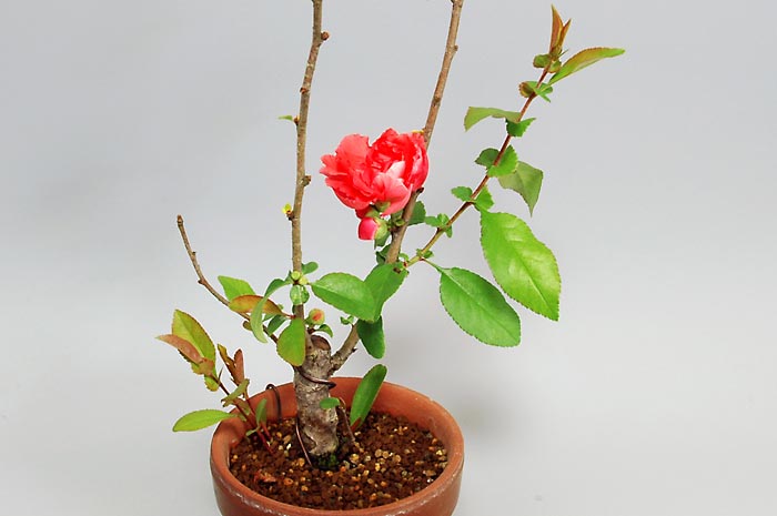 ボケ-V1（ぼけ・木瓜）花もの盆栽の販売と育て方・作り方・Chaenomeles speciosa bonsai