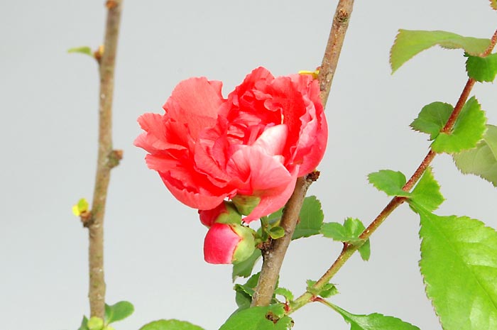 ボケ-V1（ぼけ・木瓜）花もの盆栽を拡大して見た景色・Chaenomeles speciosa bonsai