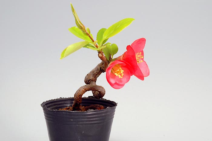 ボケF-1（ぼけ・木瓜）花もの盆栽を裏側から見た景色・Chaenomeles speciosa bonsai