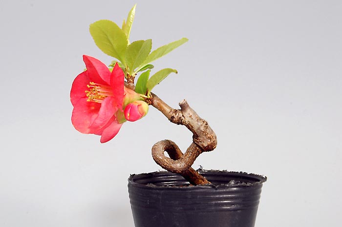 ボケF-1（ぼけ・木瓜）花もの盆栽を右側から見た景色・Chaenomeles speciosa bonsai