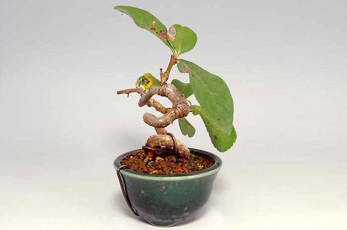 ボケF（ぼけ・木瓜）花もの盆栽を左側から見た景色・Chaenomeles speciosa bonsai