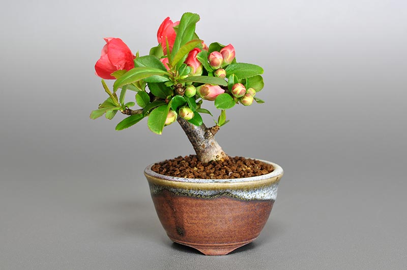 ボケG（ぼけ・木瓜）花もの盆栽の販売と育て方・作り方・Corylopsis spicata bonsai photo