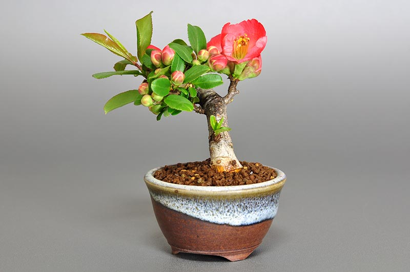 ボケG（ぼけ・木瓜）花もの盆栽を右側から見た景色・Corylopsis spicata bonsai photo