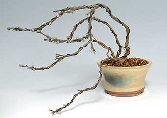 フジモドキA（ふじもどき・藤擬）花もの盆栽の成長記録-1・Lilac Daphne bonsai photo