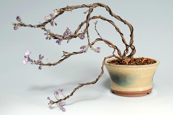 フジモドキA（ふじもどき・藤擬）花もの盆栽の販売と育て方・作り方・Lilac Daphne bonsai photo
